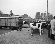 850458 Afbeelding van het transport van koeien op het parkeerterrein bij de Veemarkt (Croeselaan) te Utrecht, kort voor ...